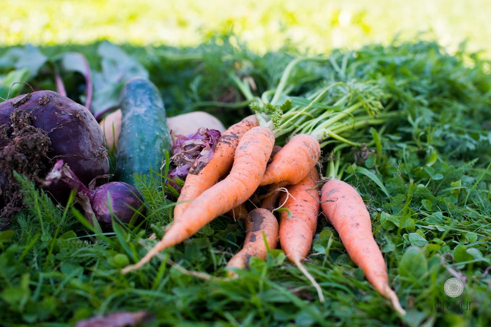 a bunch of carrots with stalks laying on green leaves