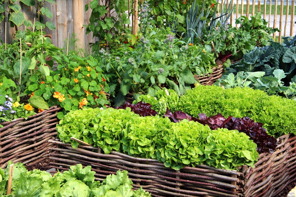 a outdoor garden of green plants