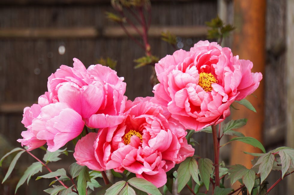 a closeup of pink peonies