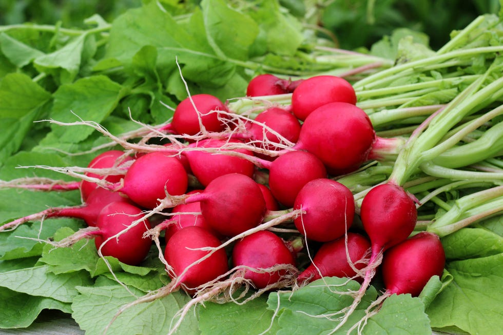 a bunch of red radishes on green leaves