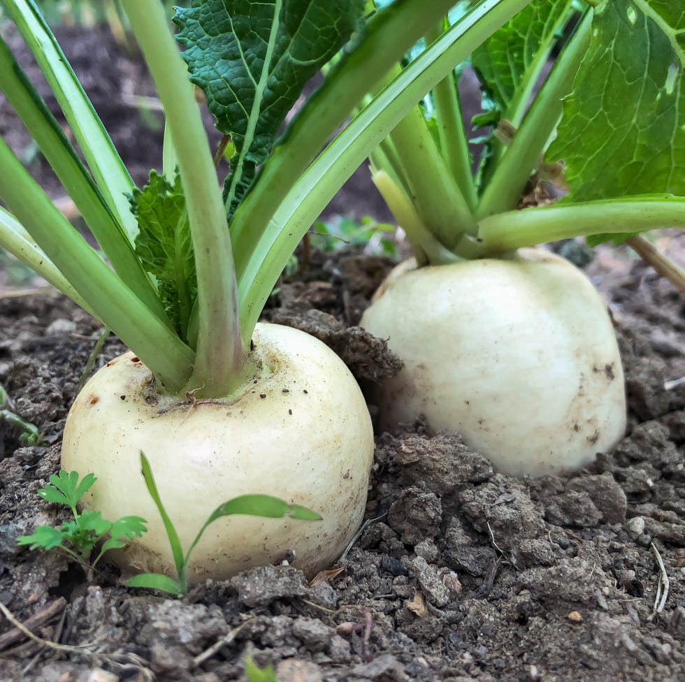 fall vegetable garden turnips fall vegetable garden turnips
