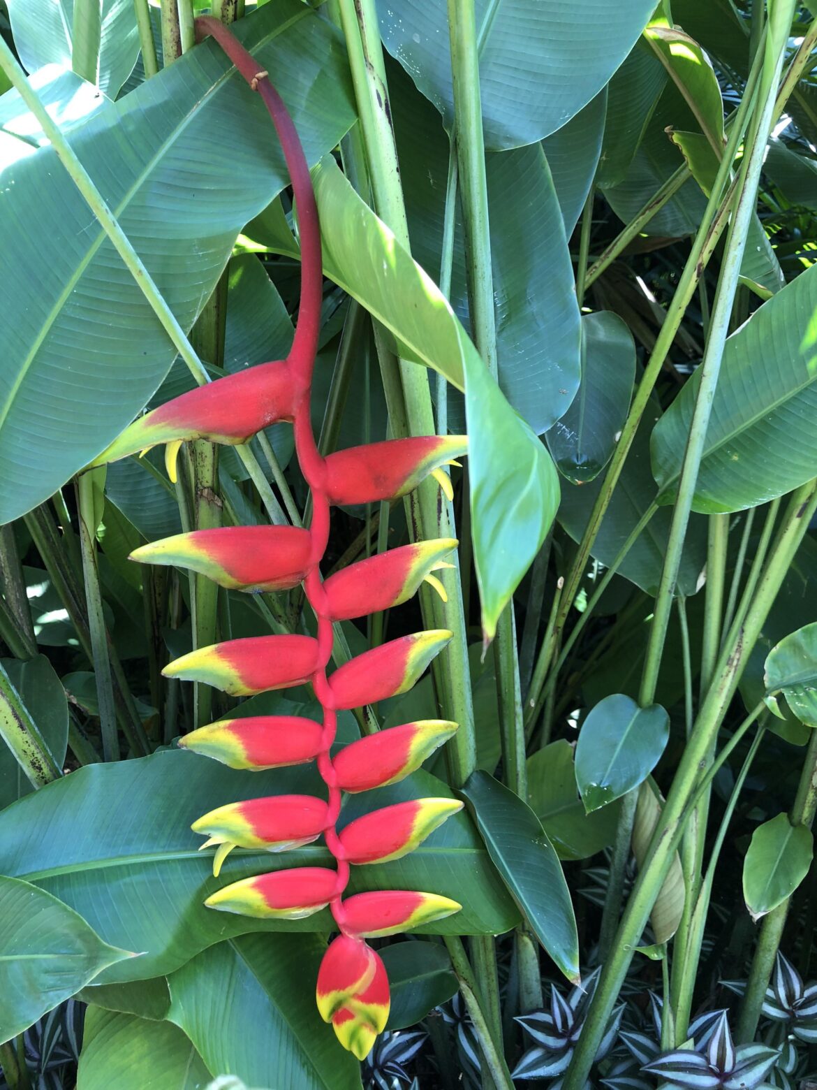 Spotted this striking red-and-yellow tropical plant in Singapore — does anyone know what it is?