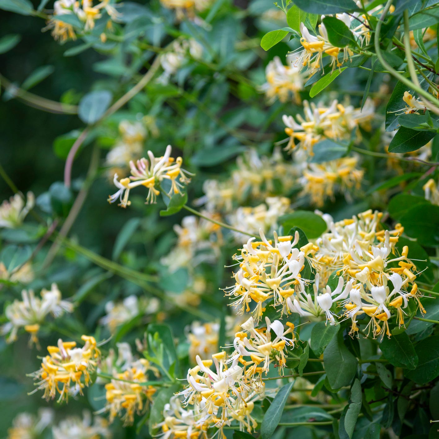wild honeysuckle flowering in mid summer in the english countryside