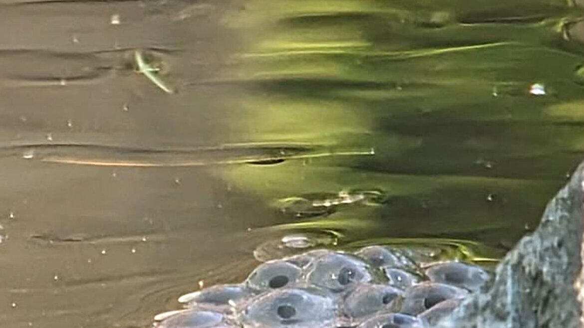 "A pond is probably the single best thing you can do to increase biodiversity."