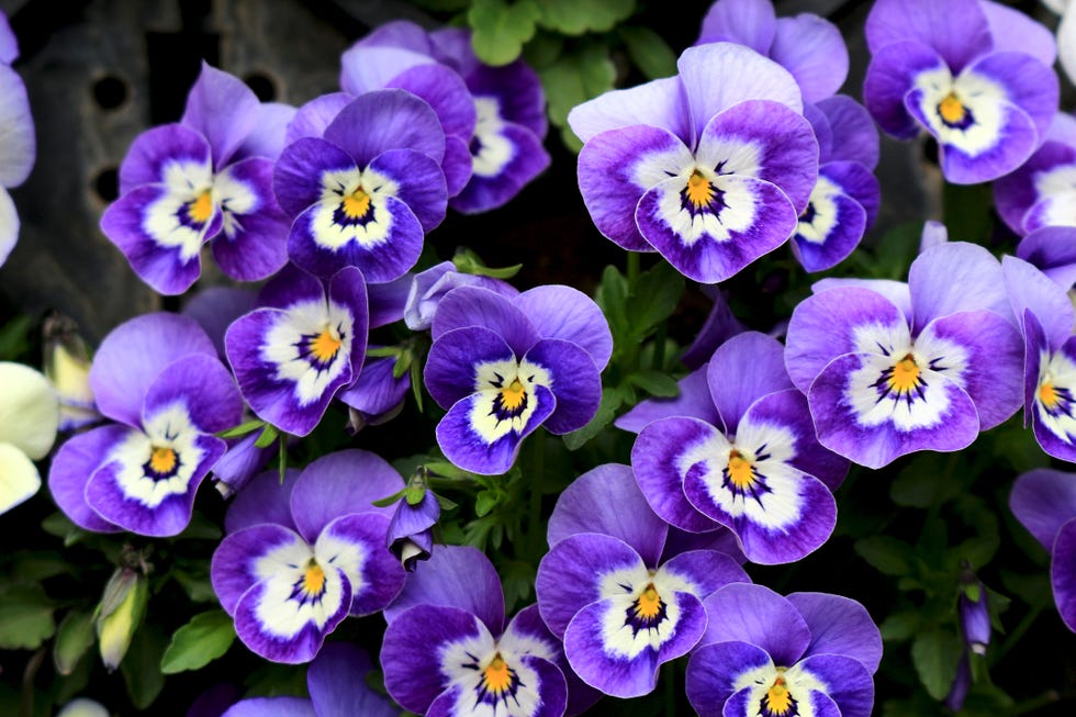 winter flowers