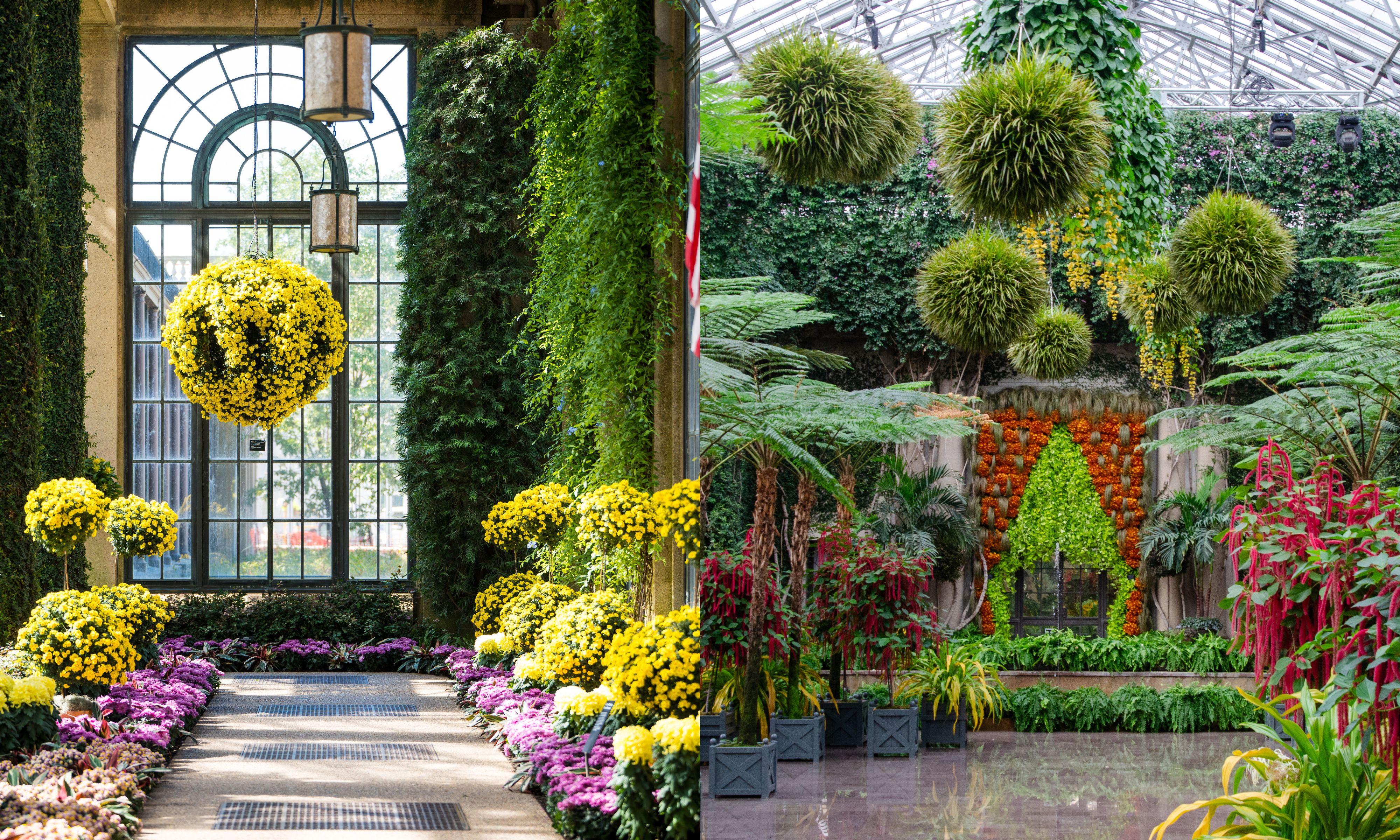 Chrysanthemum Festival at Longwood Gardens