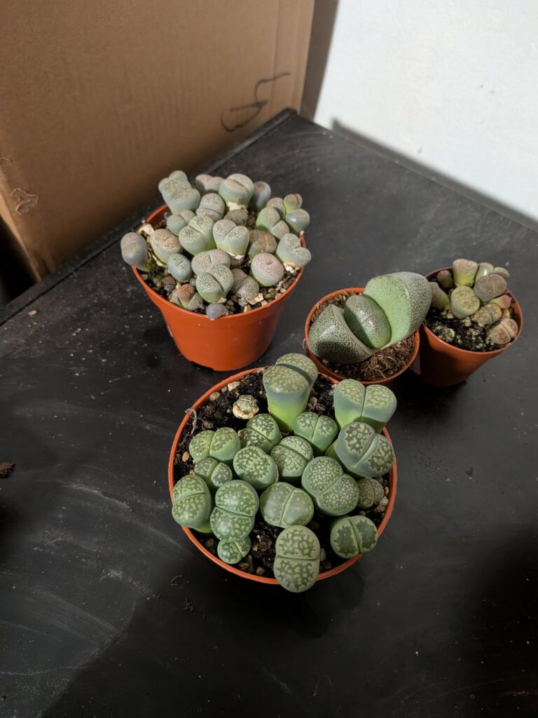Impulse buy Lithops!