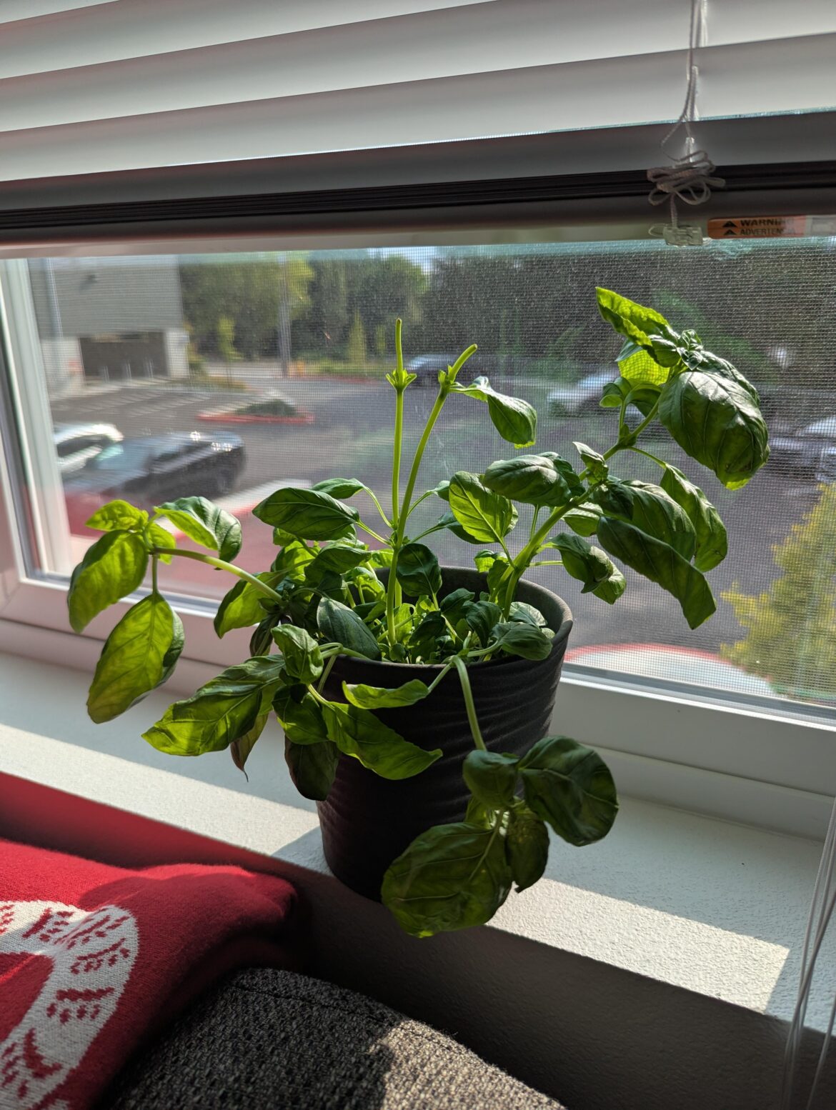 Trader Joe's Basil Sad