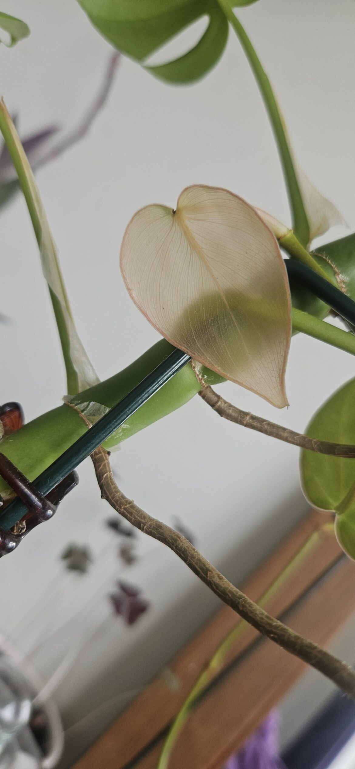 My Philodendron produced a translucent leaf lol