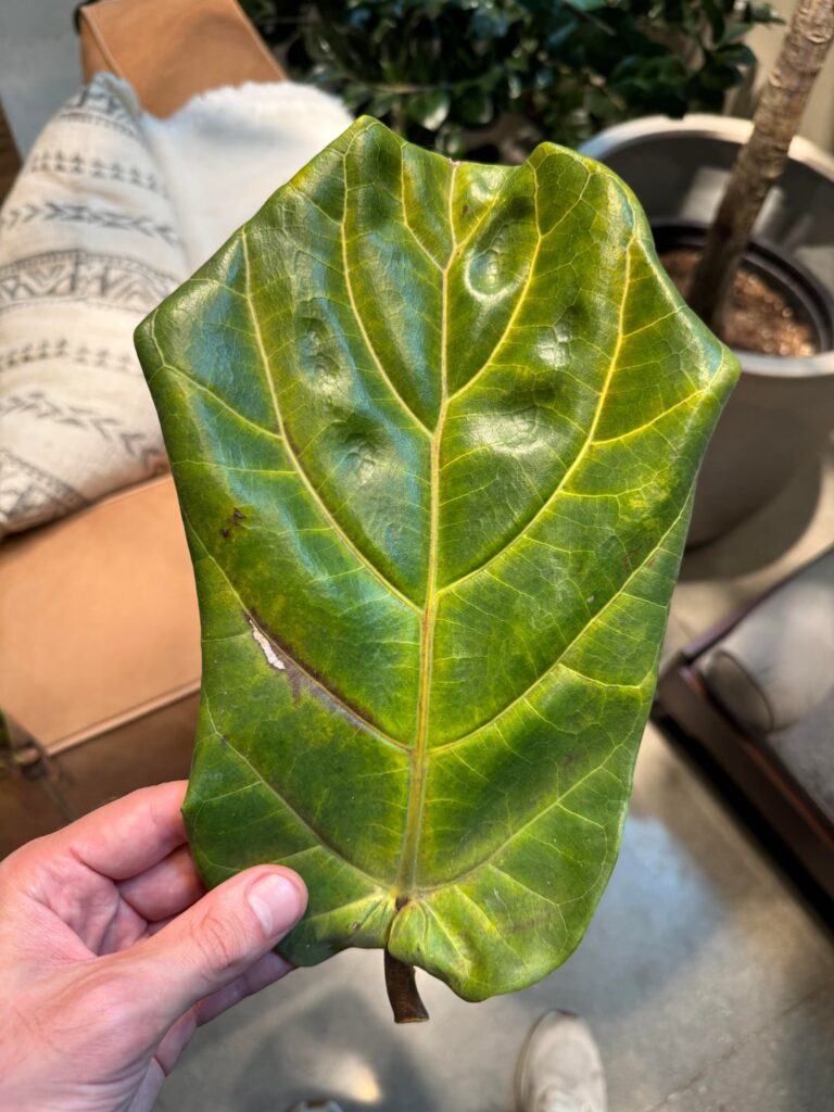 Large fiddle dropped 70% of leaves after watering Large fiddle dropped 70% of leaves after watering