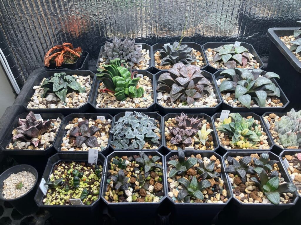 Been abit since I’ve shown off my collection