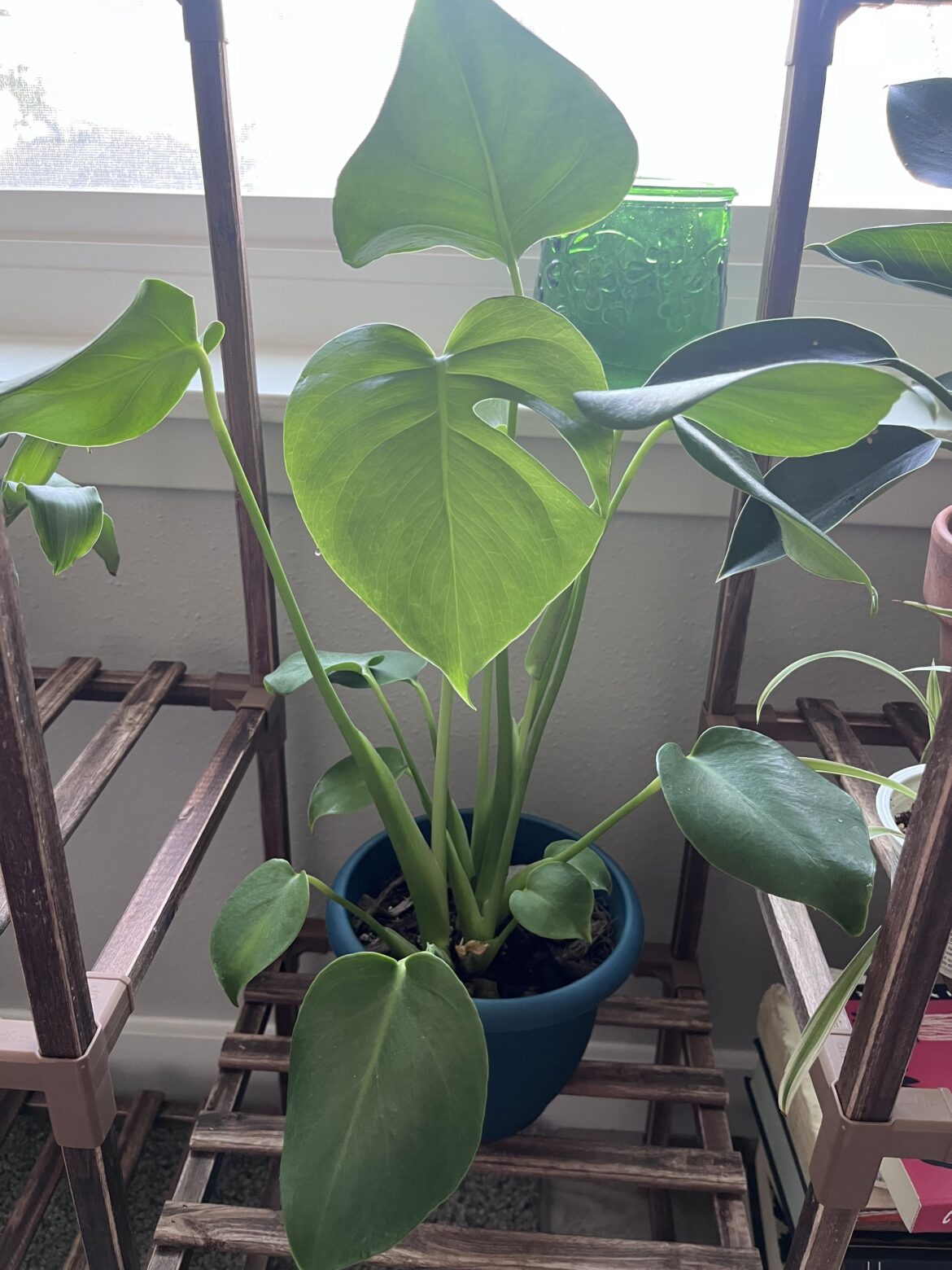 My philodendron has a fenestration!!
