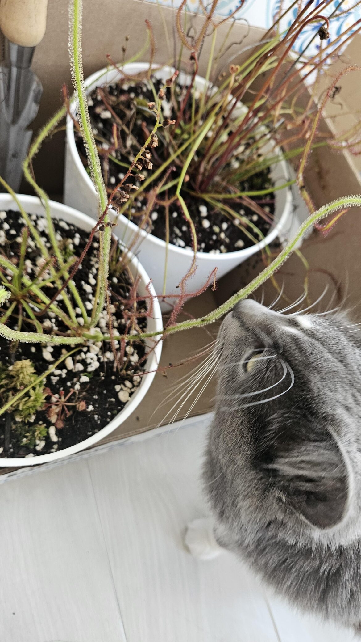 Is sundew nectar safe for cats? Is sundew nectar safe for cats?
