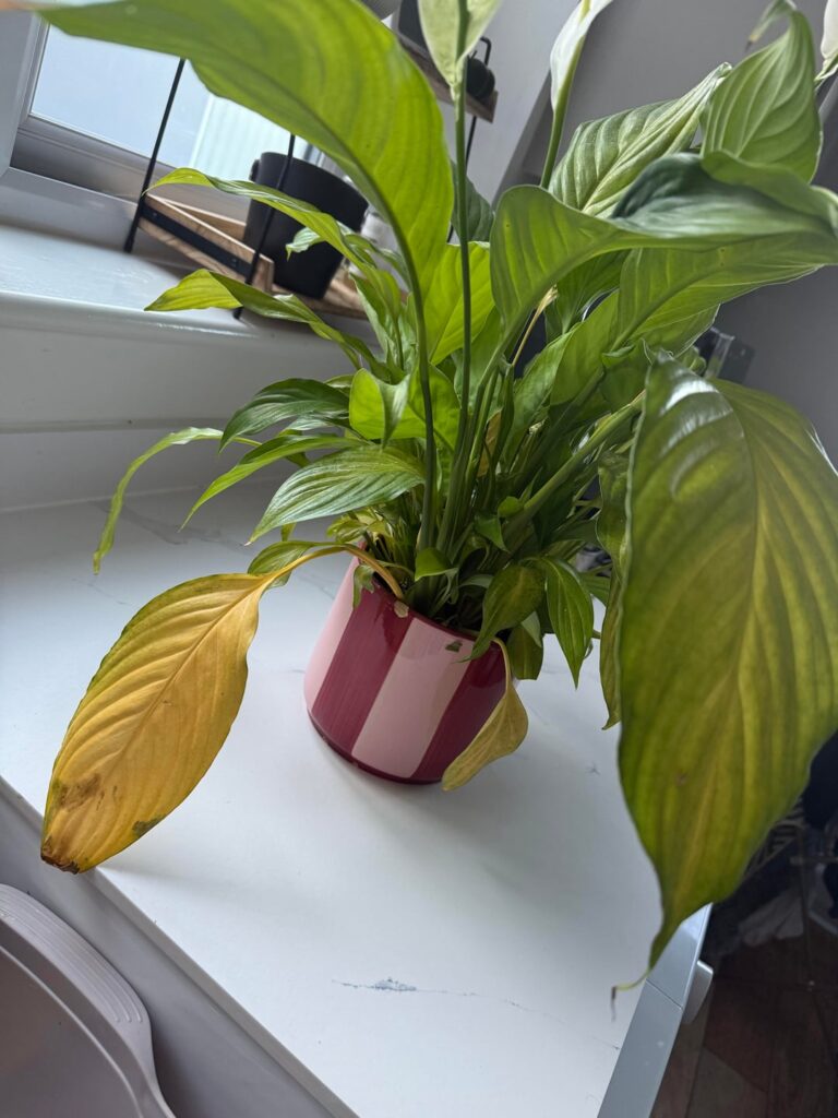 Is my peace lily root bound?