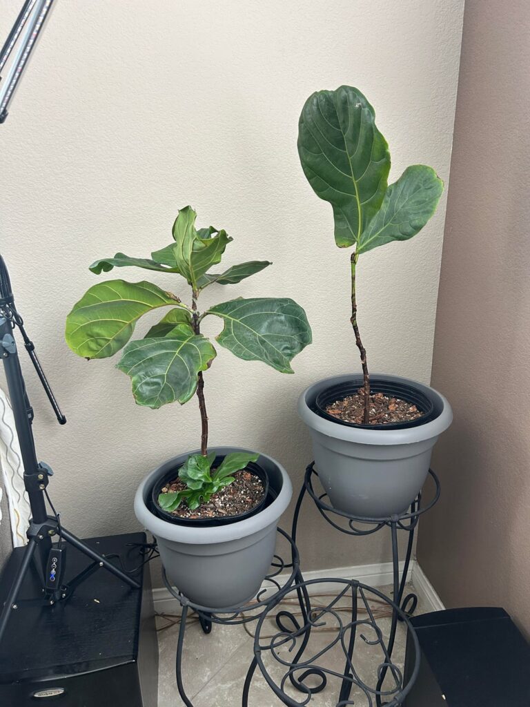 My Fiddle Leaf
