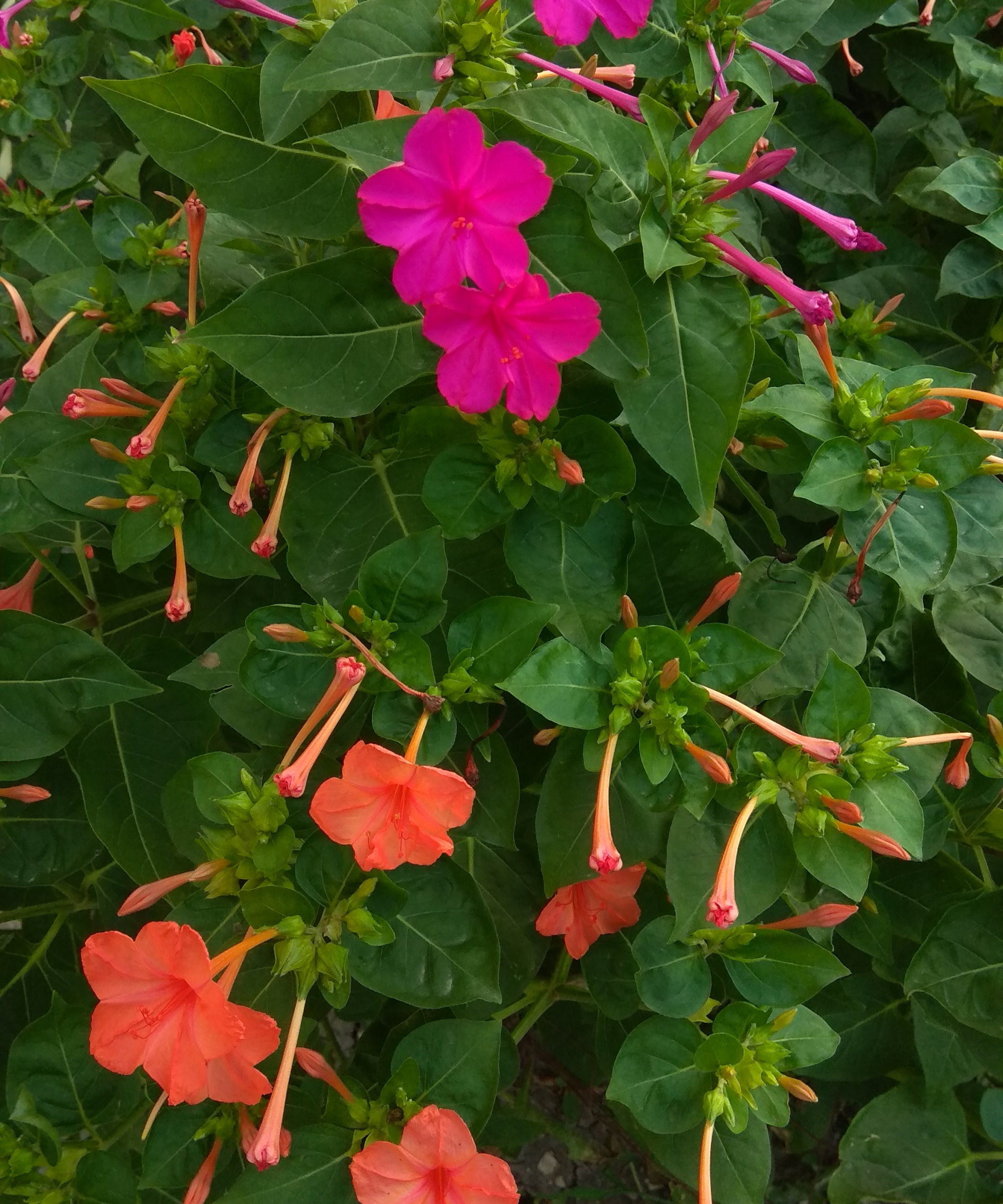 Orange and pink flowers of a four o'clock plant stand out against its dark foliage