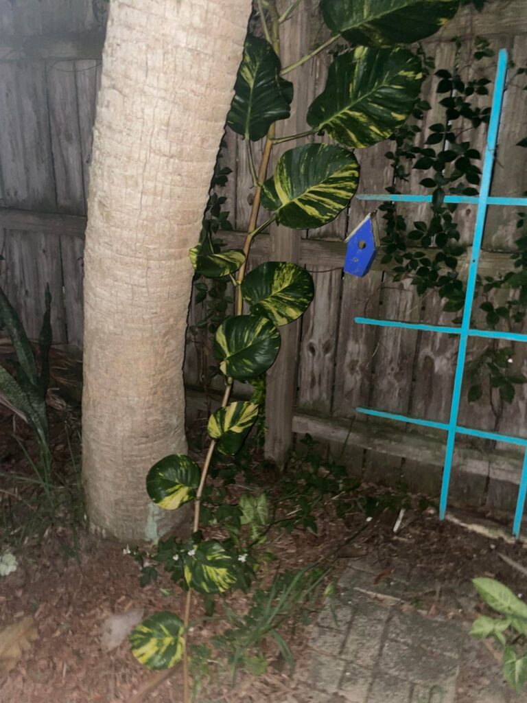 Best way to propagate / trim and keep thriving as new plant?