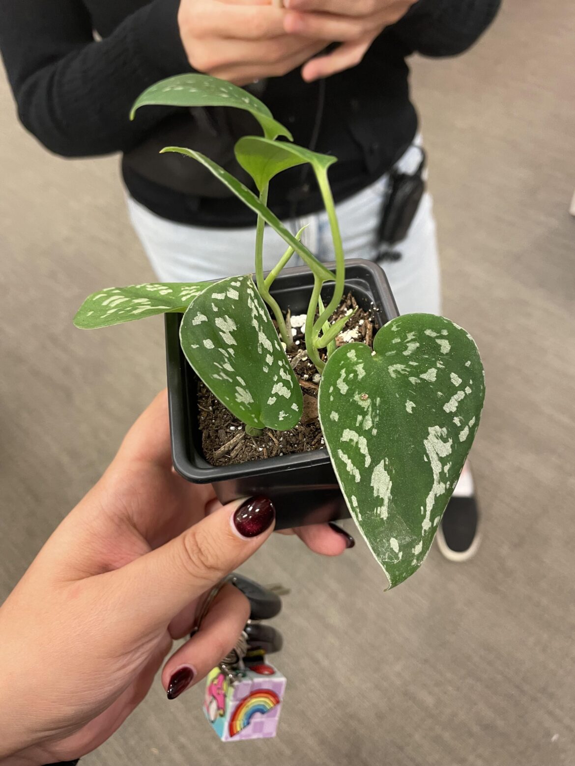 Is this a satin pothos?