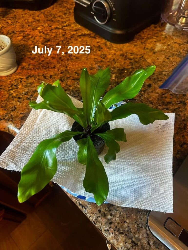 My Plant is Slowly Dying(?) My Plant is Slowly Dying(?)