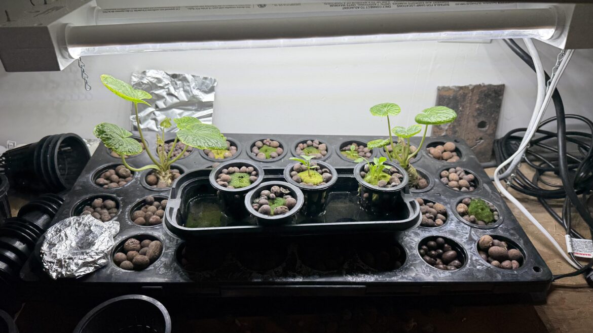 Wasabi update
