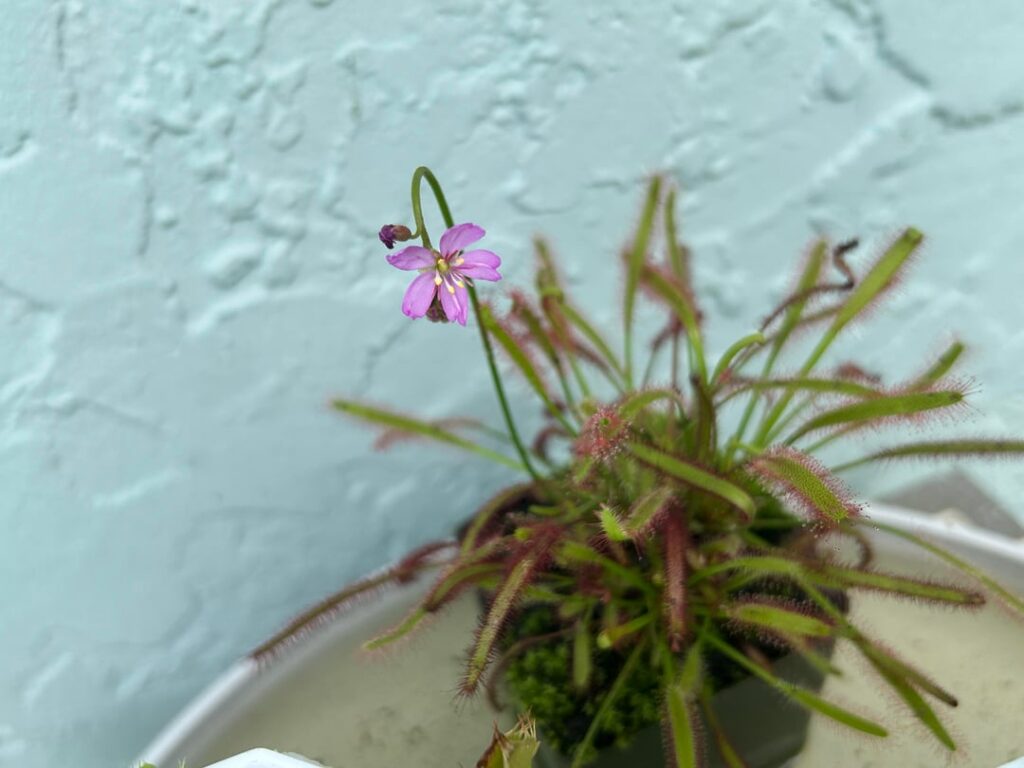 my sundew is flowering!!