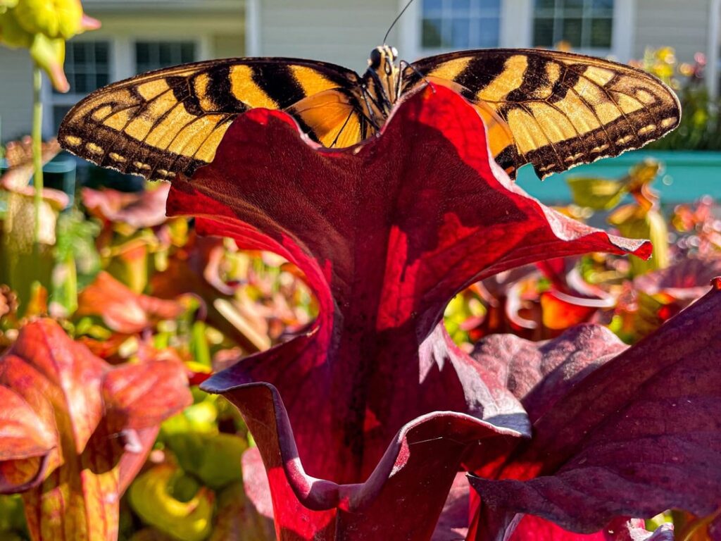 4 different butterflies on 4 different pitchers.