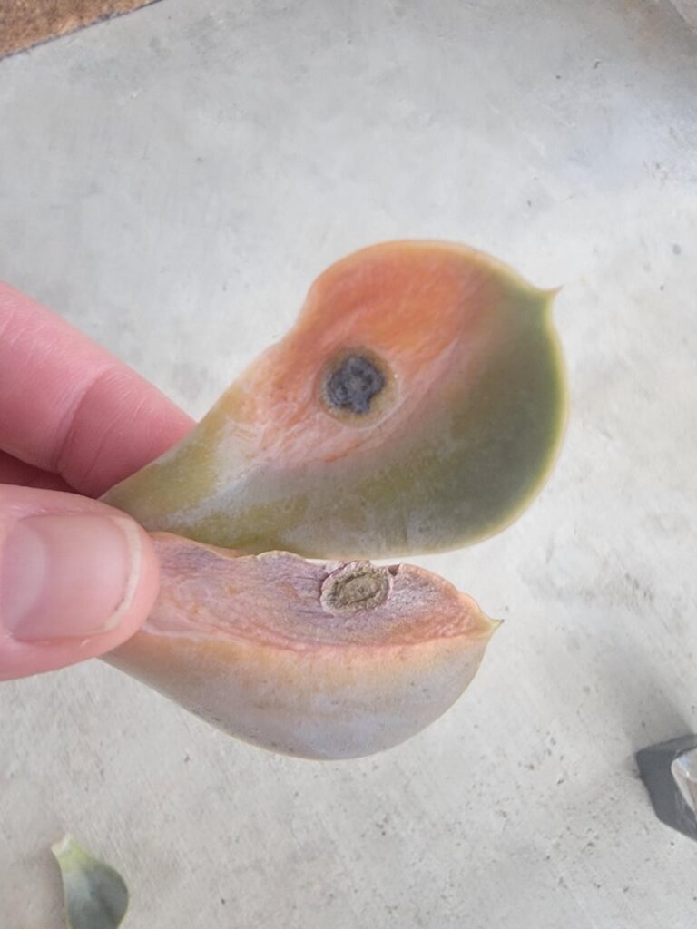 What are these