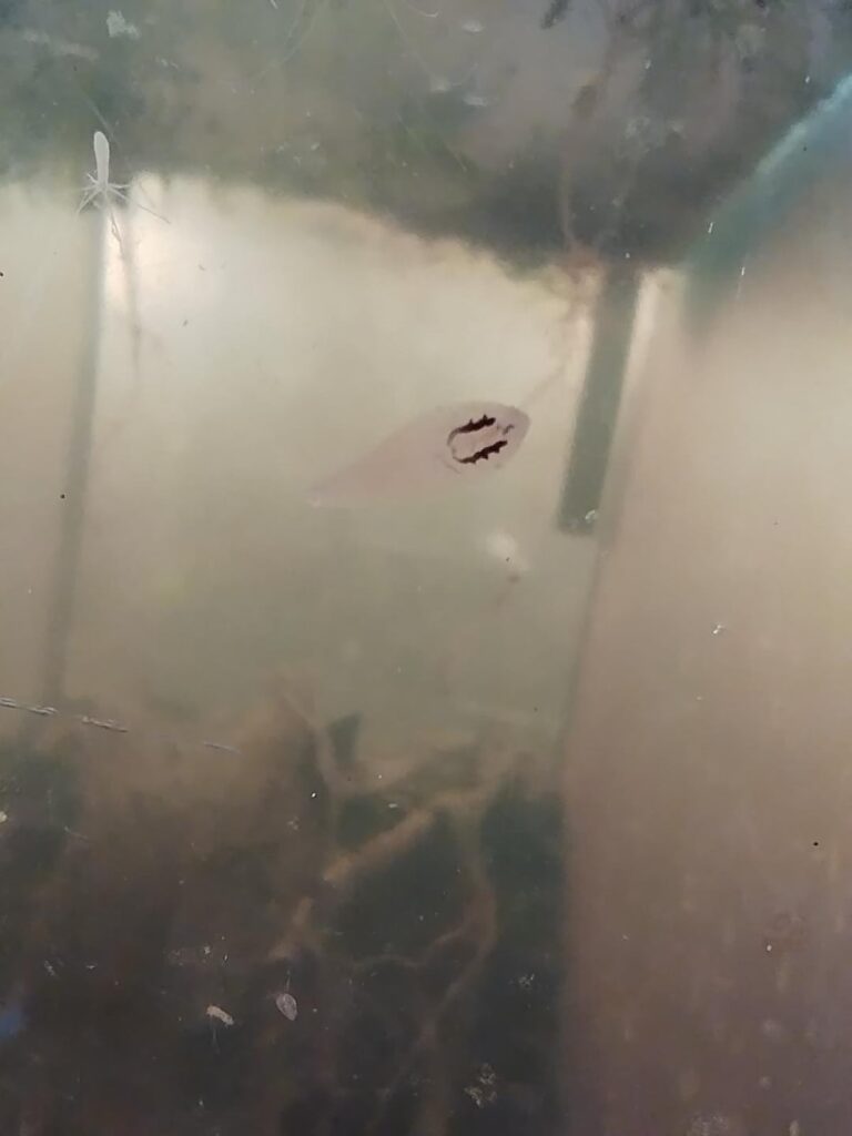 My ~1-month old ecosphere