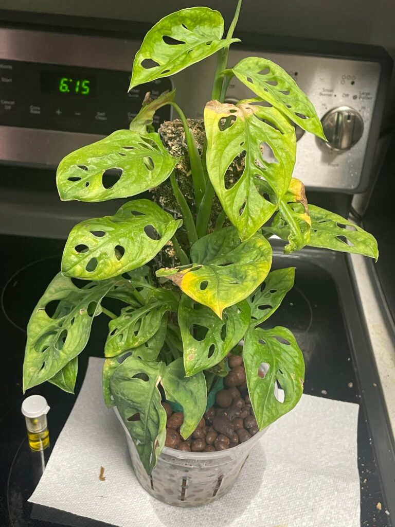 Spider mites on my plants, but I keep tarantulas, so I need a very specific treatment regimen.