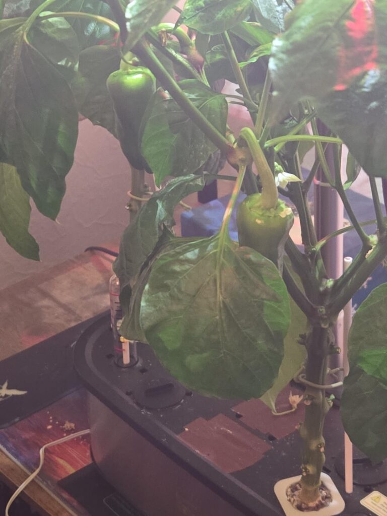 Pepper Plant Aborting Fruit Pepper Plant Aborting Fruit