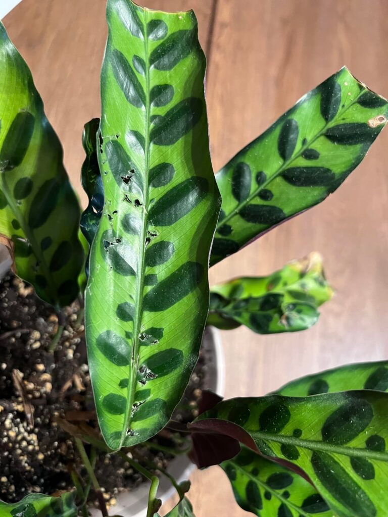 Rattlesnake Plant - what is causing these holes?