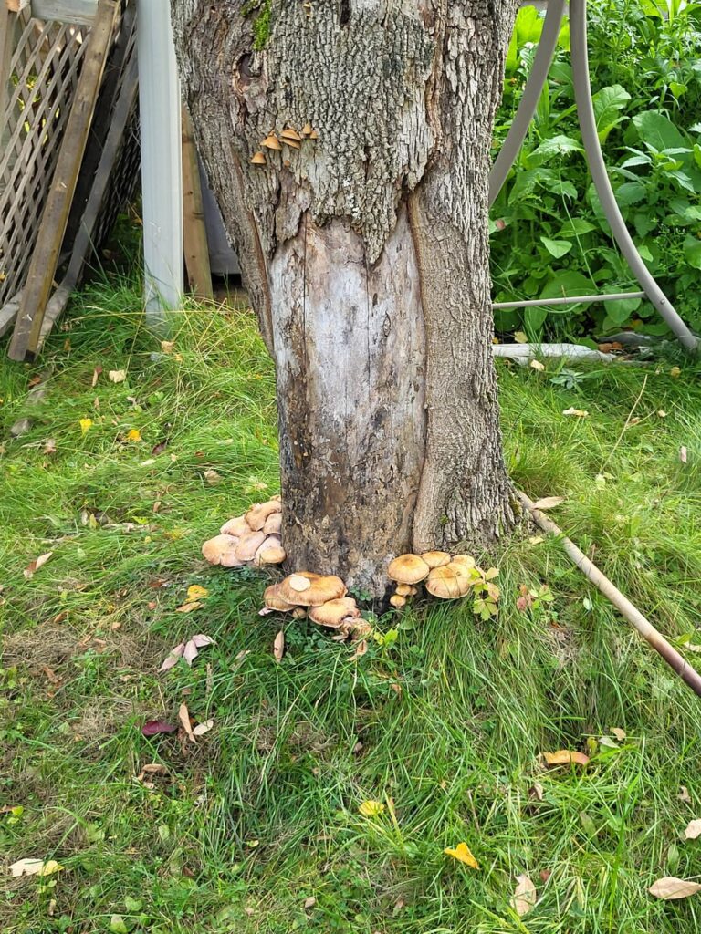 Are mushrooms at the base of a tree a sign it needs to come down? Are mushrooms at the base of a tree a sign it needs to come down?