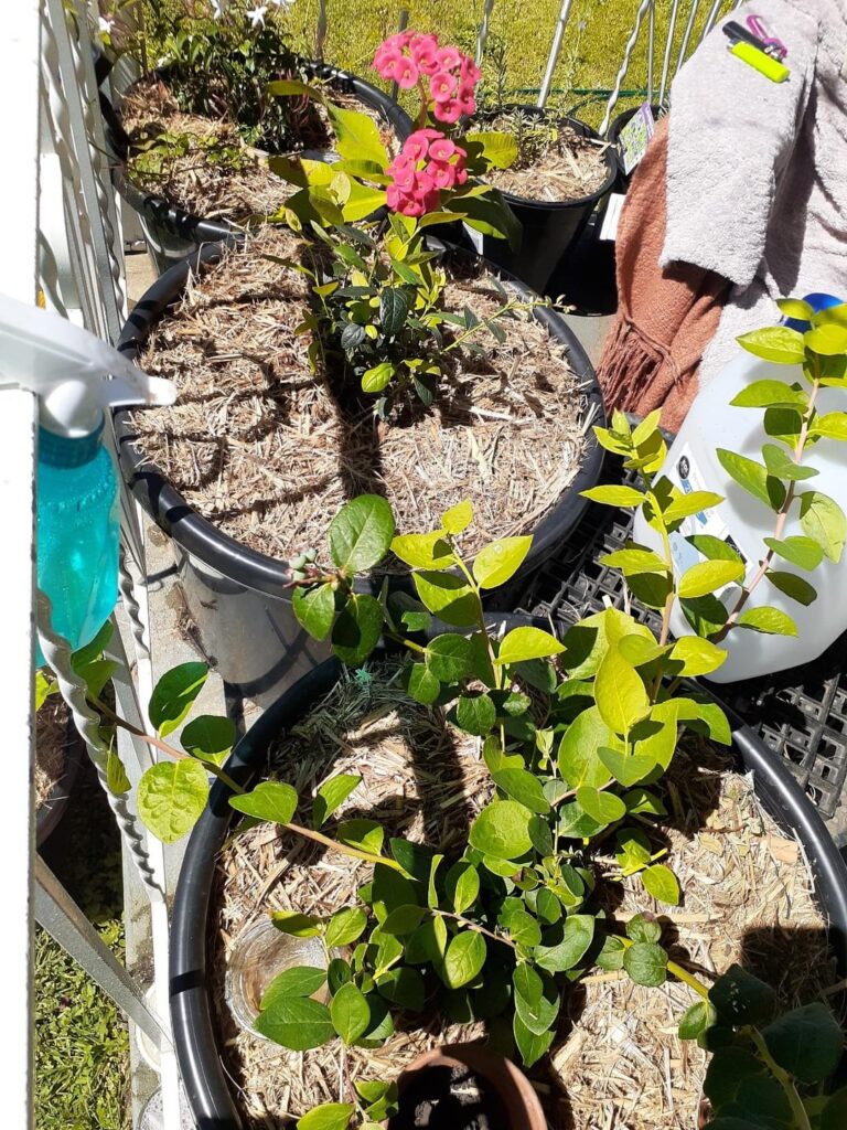 I just wanted to share my garden, it was a rough start, but I’m really proud of how it’s going I just wanted to share my garden, it was a rough start, but I'm really proud of how it's going