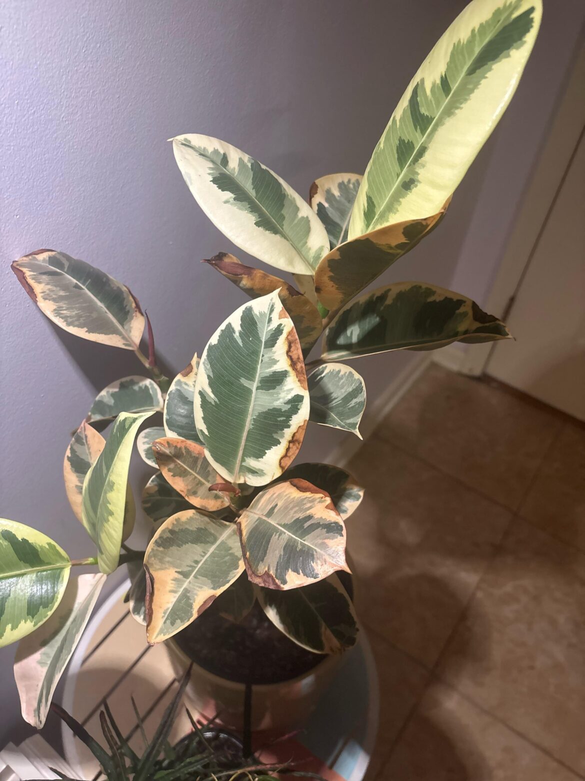 What’s wrong with my rubber plant?
