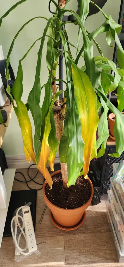 Corn plant not doing so hot after repot