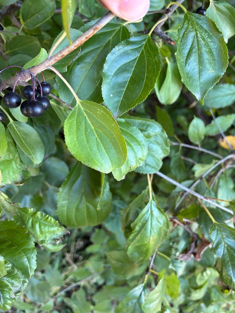 Is this Rhamnus cathartica?