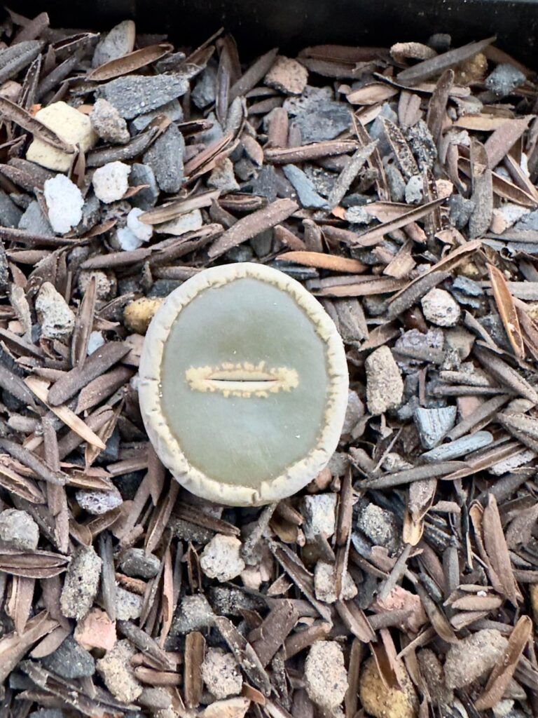 Lithops lesliei venteri ‘Blacktop’