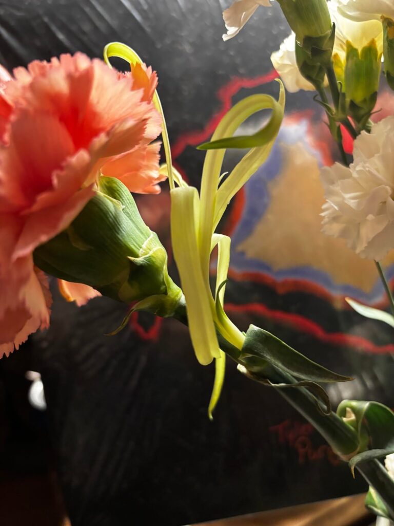 weird carnation shoots?