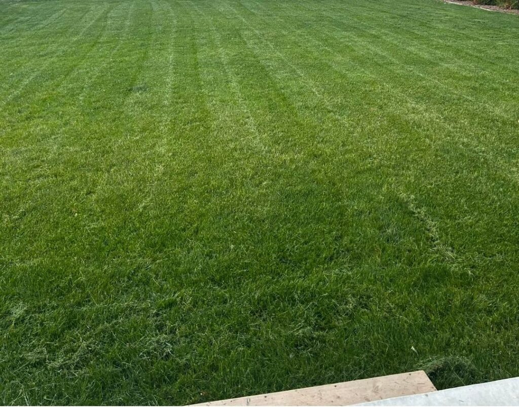 Lawn disappeared from June to now- overseeding recommendations