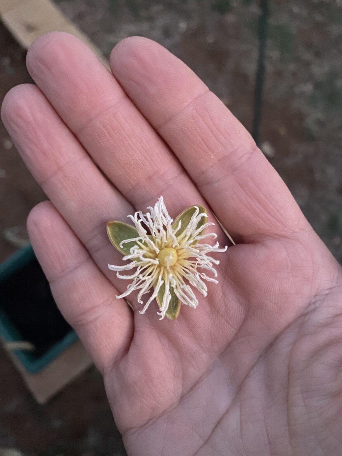 What plant/tree does this flower belong to? 📍 WA