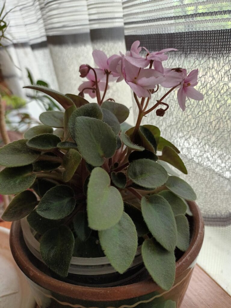 Mini AV flowers every year