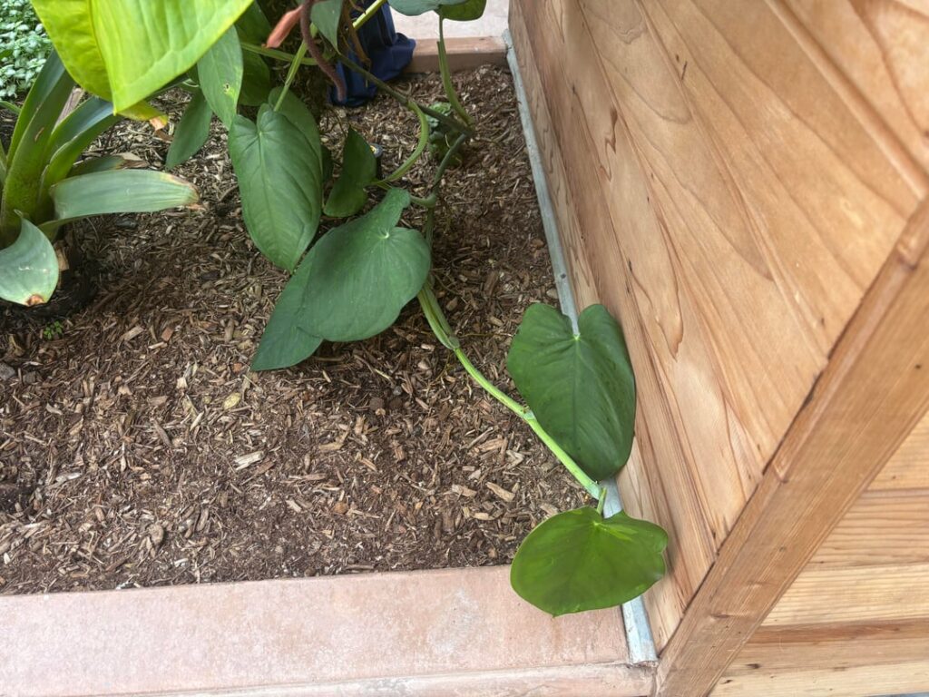 Does anyone know who this beauty is? Maybe something like a Syngonium chiapense?