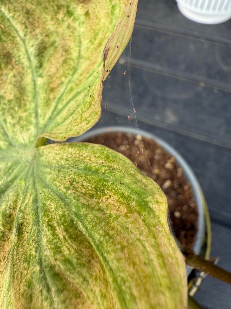 Good spiders or bad?