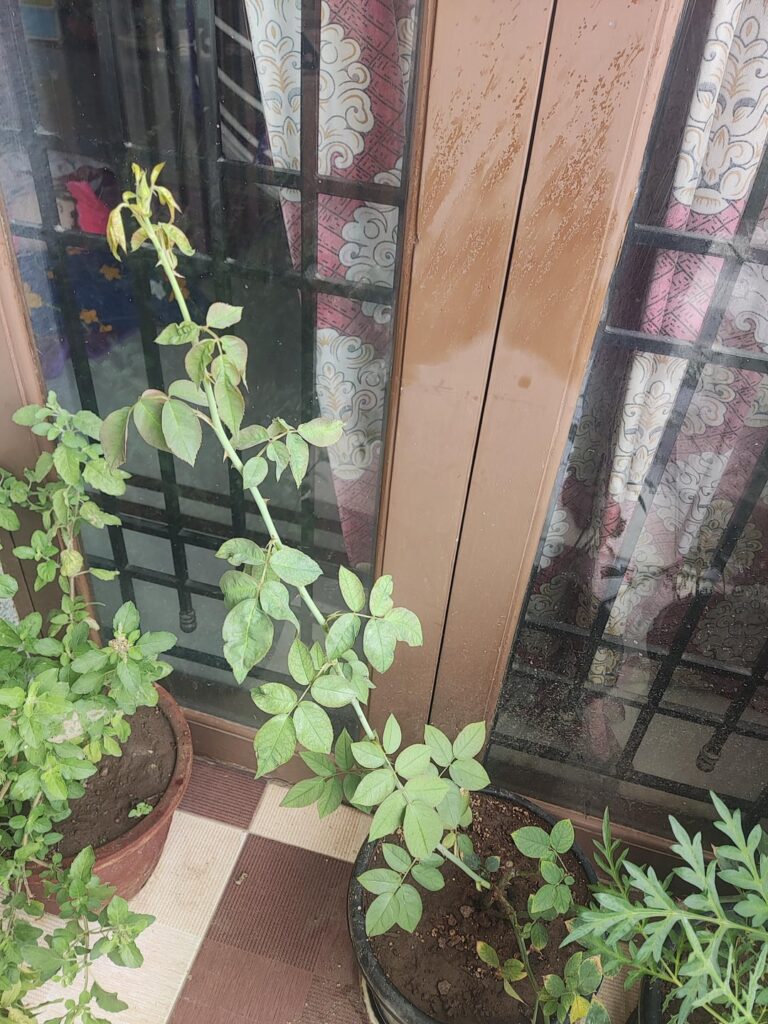 Rose plant help !!