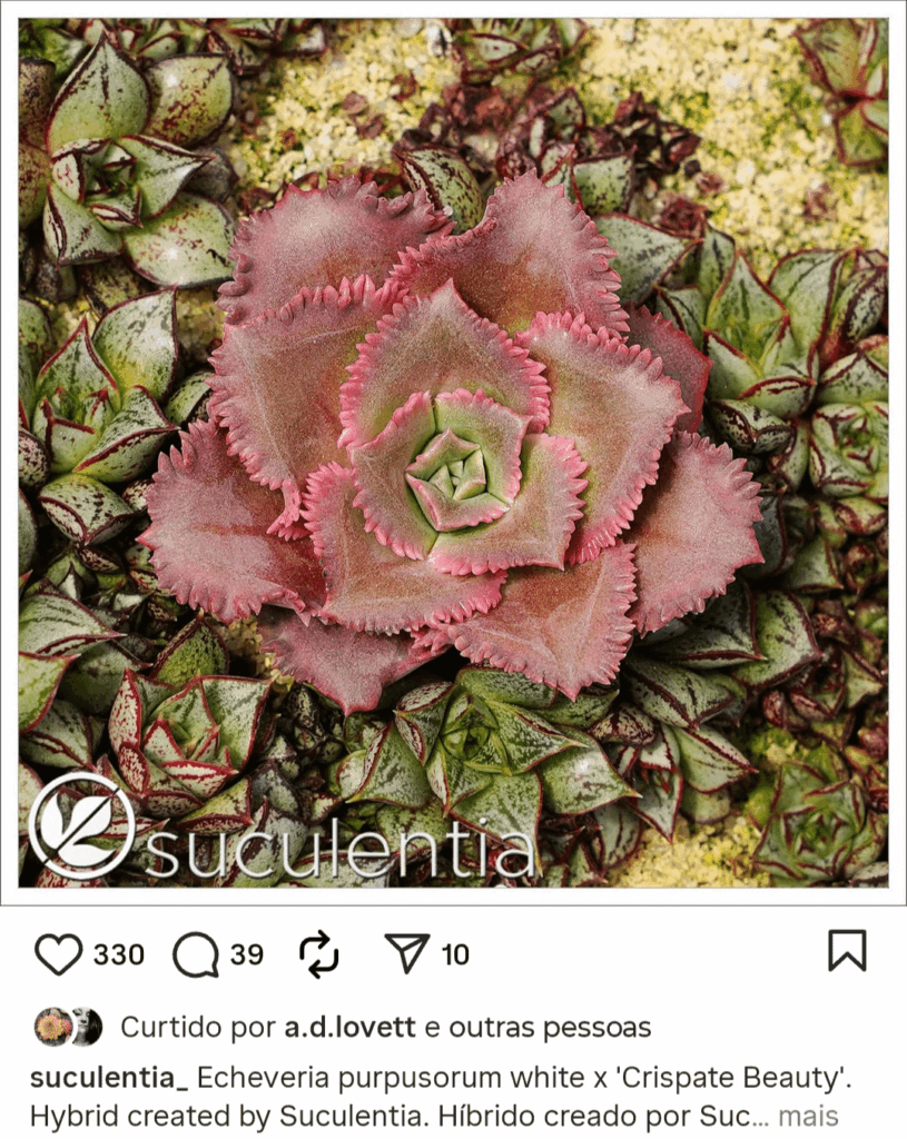Parentage of this new hybrid.