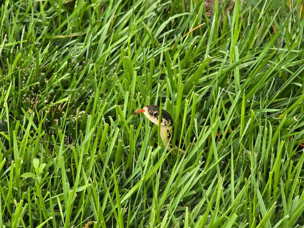 What type of grass do I have?