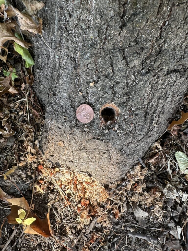 Bugs or drill?