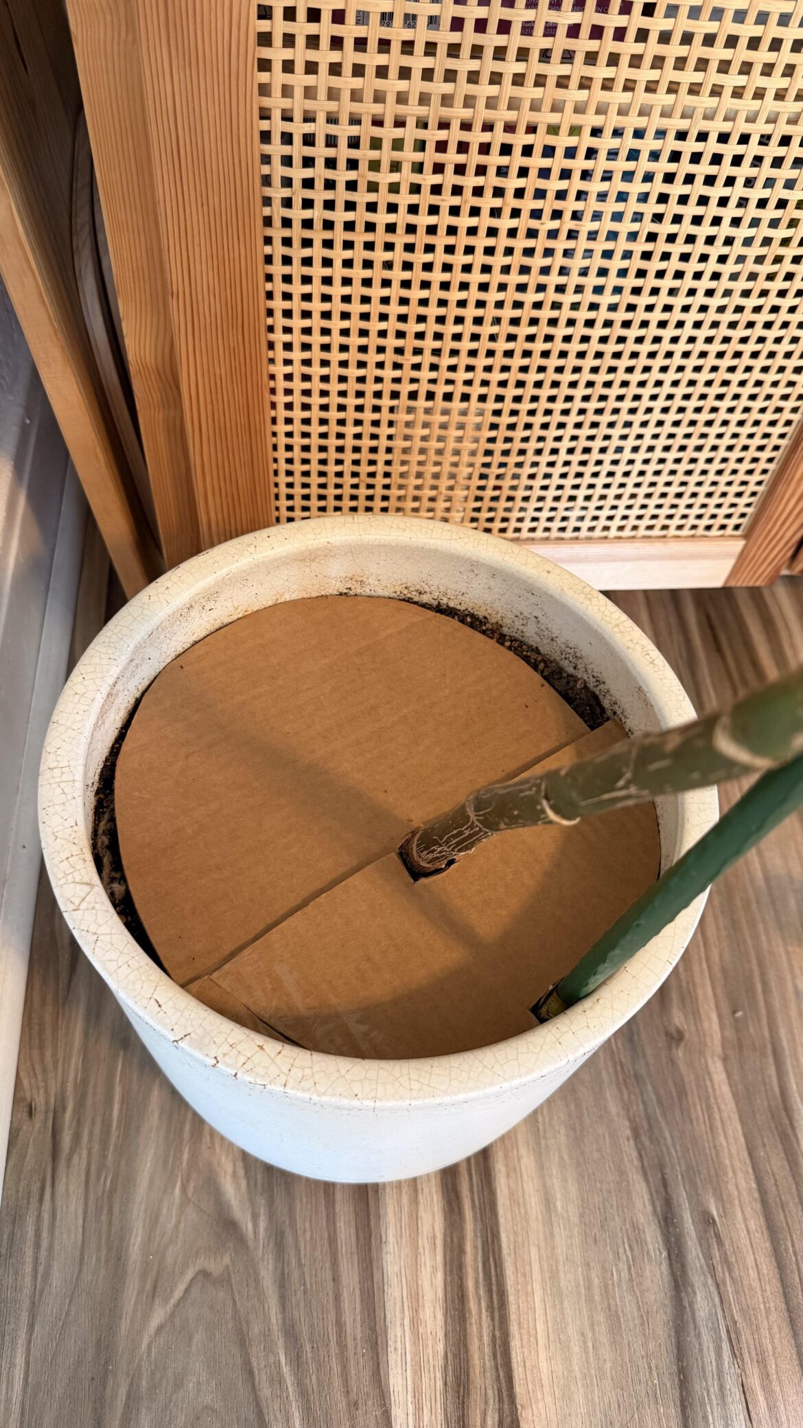 Will this hurt my plants? My 9 month old loves to eat dirt :/