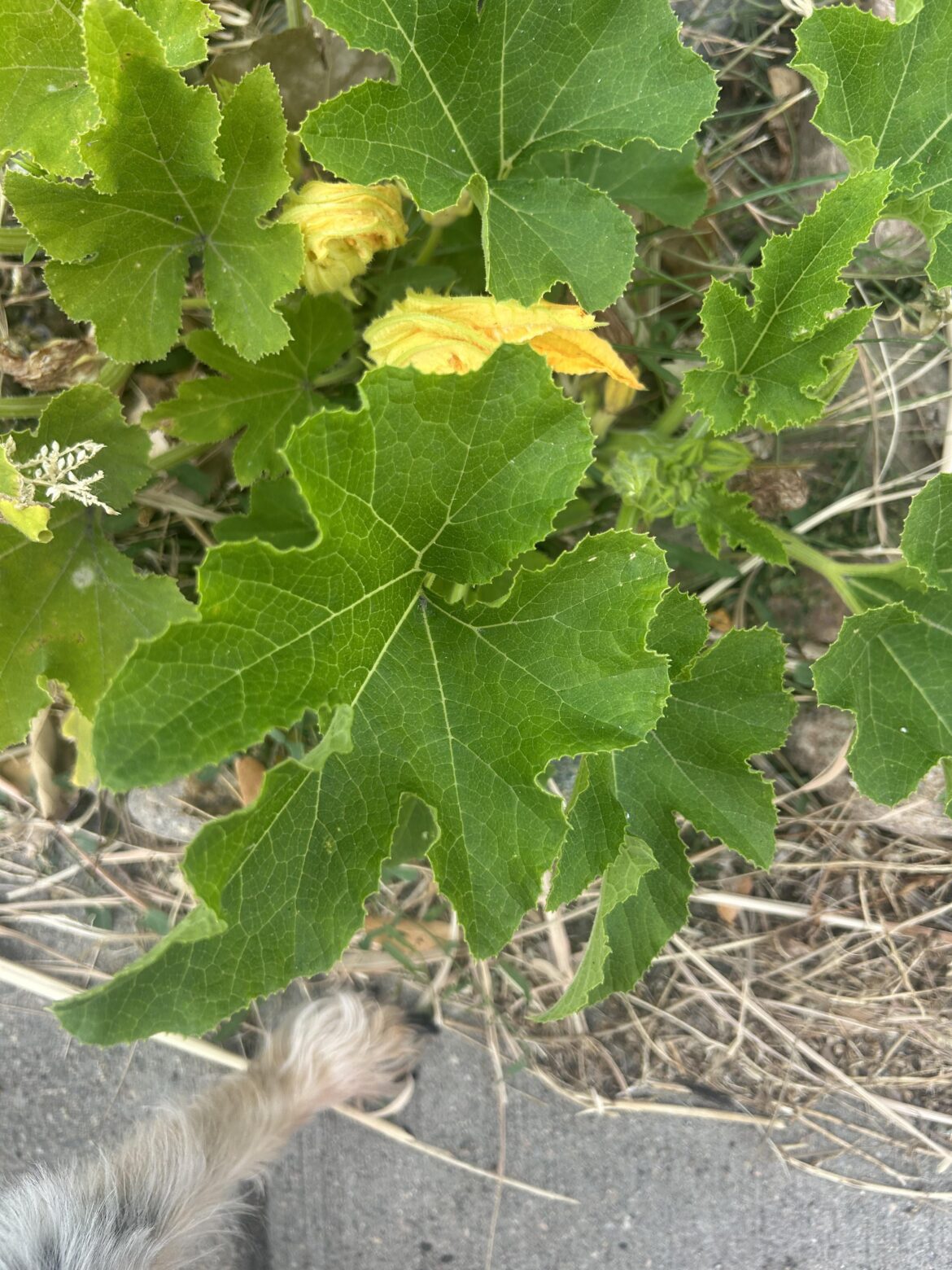 This plant sprouted in my front yard, what is it? Located in Colorado
