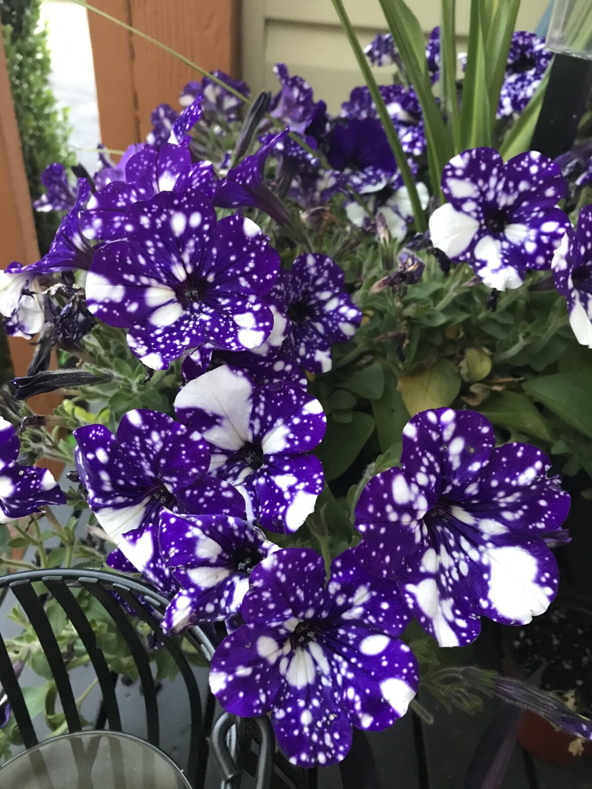 Petunias